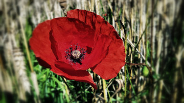 Картинка цветы маки