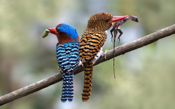 Картинка животные зимородки пестрый добыча