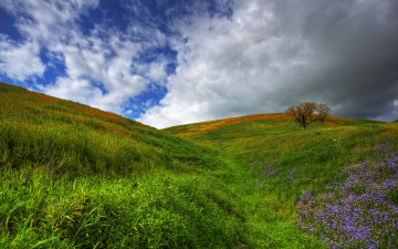 Картинка wildflowers природа луга луг холмы цветы деревья