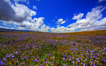 Картинка wildflowers природа луга простор лето