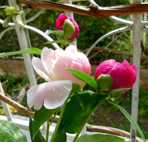 Обои картинки фото цветы, пионы, пион