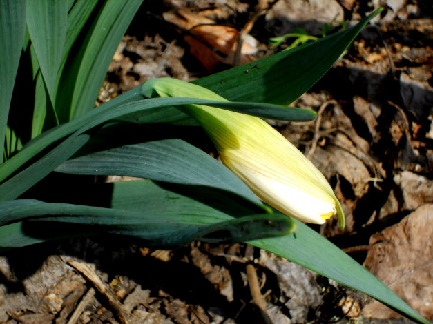 Обои картинки фото цветы, нарциссы, нарцисс