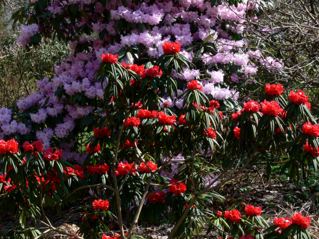 Обои картинки фото цветы, рододендроны, азалии, родендроны