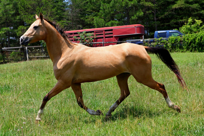 Обои картинки фото животные, лошади, гнедой, грива