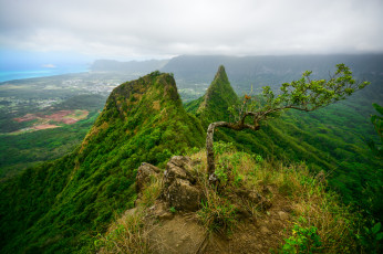 Картинка природа деревья горы леса деревце