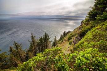 Картинка природа побережье океан берег лес