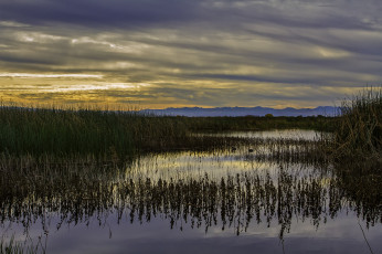 Картинка природа реки озера камыш заводь река