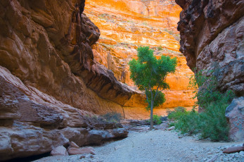 Картинка природа горы деревце ущелье