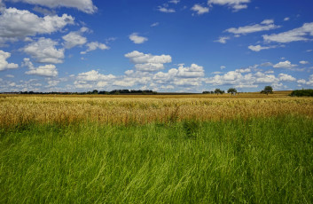 Картинка природа поля простор поле