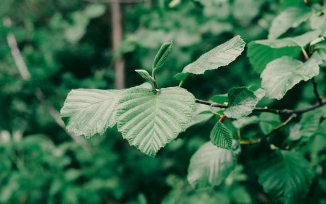 Обои картинки фото природа, листья, ветка, насекомое, дерево, фундук, зеленое