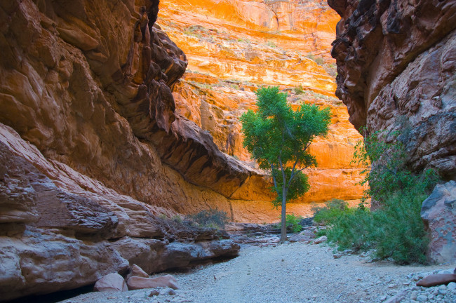 Обои картинки фото природа, горы, деревце, ущелье