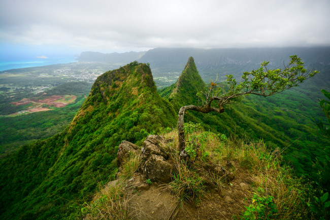 Обои картинки фото природа, деревья, горы, леса, деревце