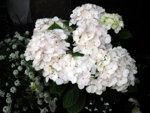 Картинка цветы гортензия белый