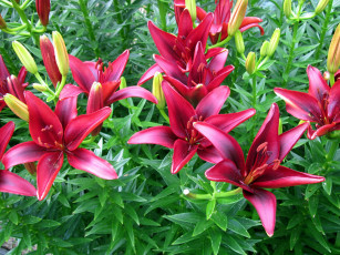 Картинка цветы лилии +лилейники бутоны