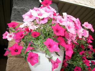 Картинка цветы петунии +калибрахоа розовый