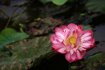 Картинка цветы лотосы фон лепестки