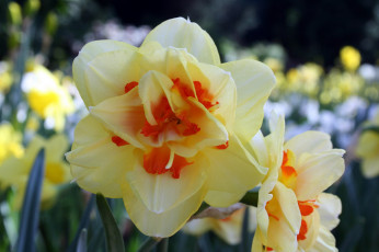 Картинка цветы нарциссы макро