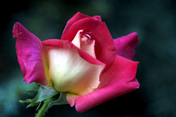 Картинка цветы розы бутон