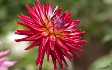 Картинка цветы георгины лепестки розовые