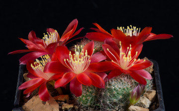 Картинка цветы кактусы цветок