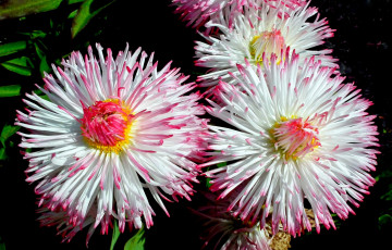 Картинка цветы маргаритки пестрые