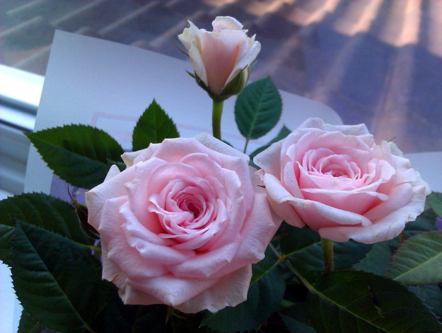 Обои картинки фото цветы, розы, розовый