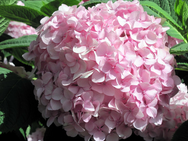 Обои картинки фото цветы, гортензия, макро