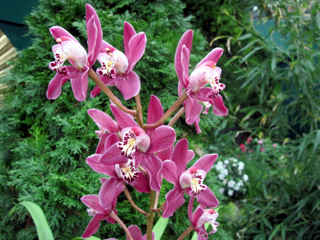 Обои картинки фото цветы, орхидеи, экзотика