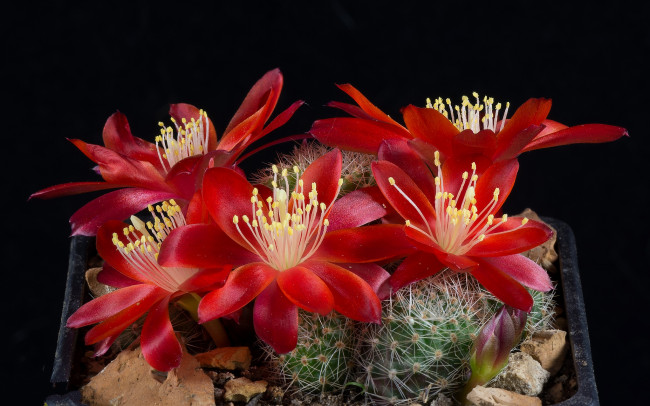 Обои картинки фото цветы, кактусы, цветок