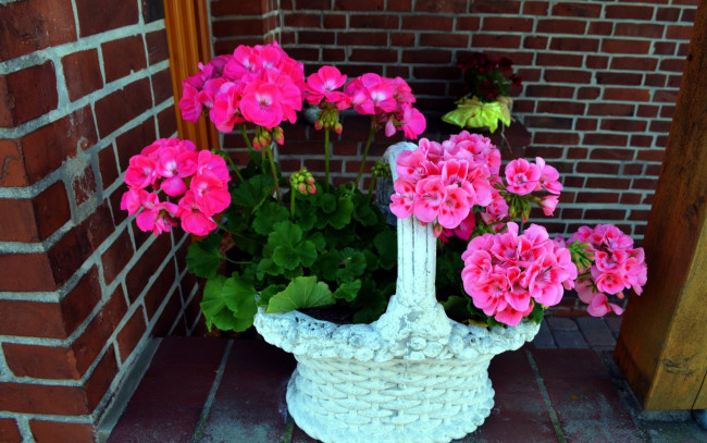 Обои картинки фото цветы, герань, розовый