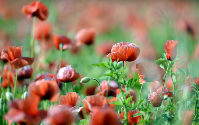 Обои картинки фото цветы, маки, красные, поле