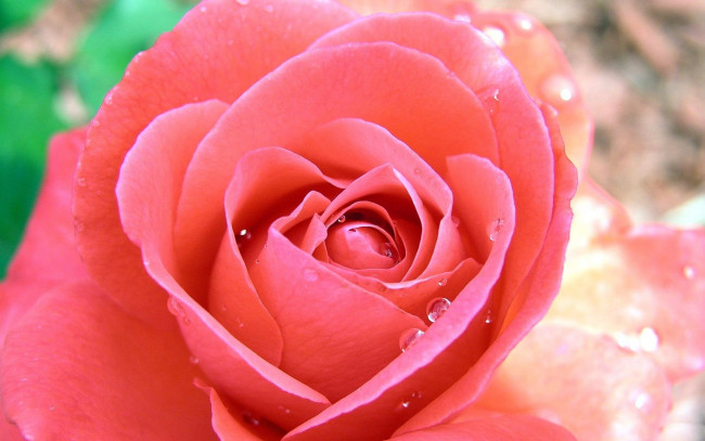 Обои картинки фото цветы, розы, роза, розовая, бутон, капли