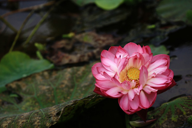 Обои картинки фото цветы, лотосы, фон, лепестки