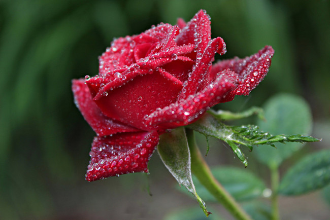 Обои картинки фото цветы, розы, капли