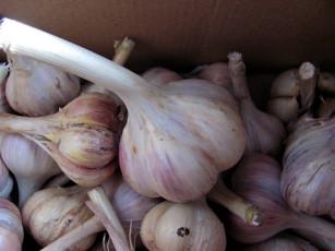 Картинка еда Чеснок много чеснок урожай