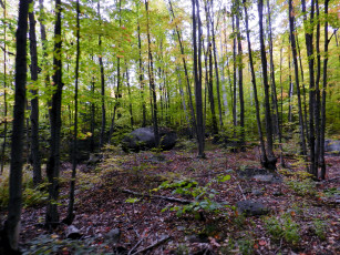 Картинка природа лес камень деревья