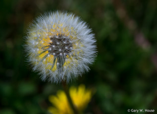 Картинка цветы одуванчики одуванчик
