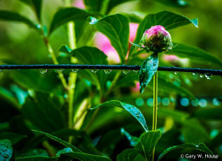 Картинка цветы пионы