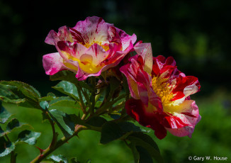 Картинка цветы розы