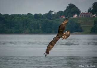 Картинка животные птицы птица