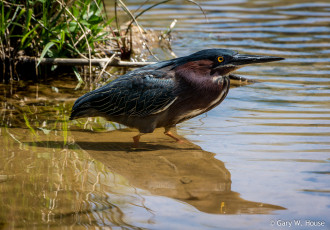 Картинка животные цапли +выпи выпь