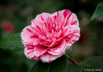 Картинка цветы камелии камелия