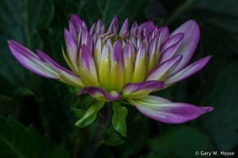 Картинка цветы георгины макро