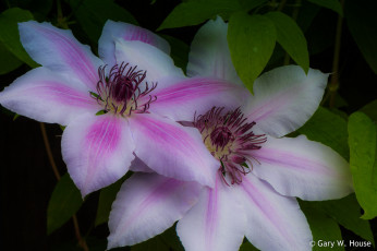 Картинка цветы клематис+ ломонос клематис