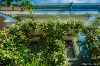 Картинка цветы розы