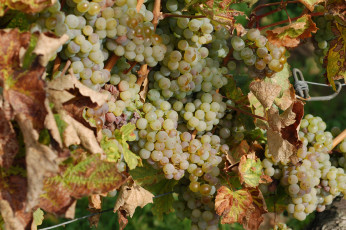 Картинка природа Ягоды +виноград лоза