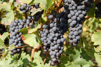 Картинка природа Ягоды +виноград лоза