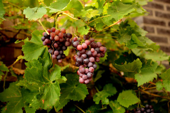 Картинка природа Ягоды +виноград лоза