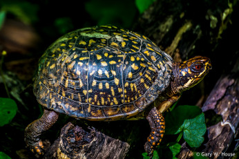 Картинка животные Черепахи черепаха