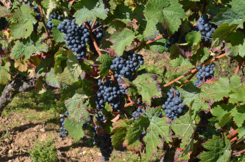 Картинка природа Ягоды +виноград лоза